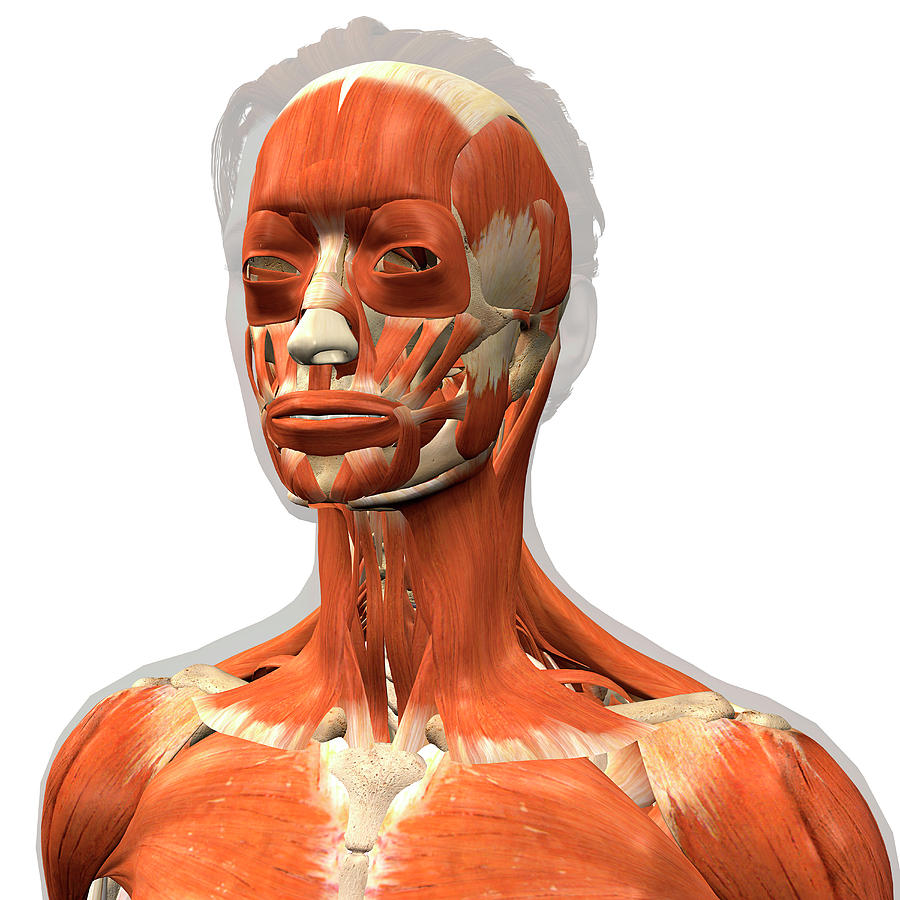 D Rendering Of The Facial Muscles Photograph By Hank Grebe Pixels