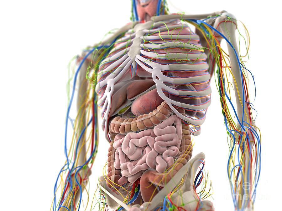 Abdominal Organs Photograph By Sebastian Kaulitzki Science Photo Library Pixels