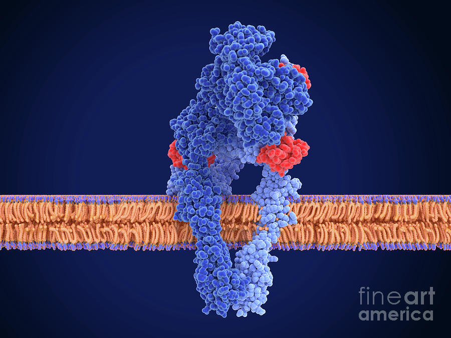 Active Insulin Receptor Photograph By Juan Gaertner Science Photo