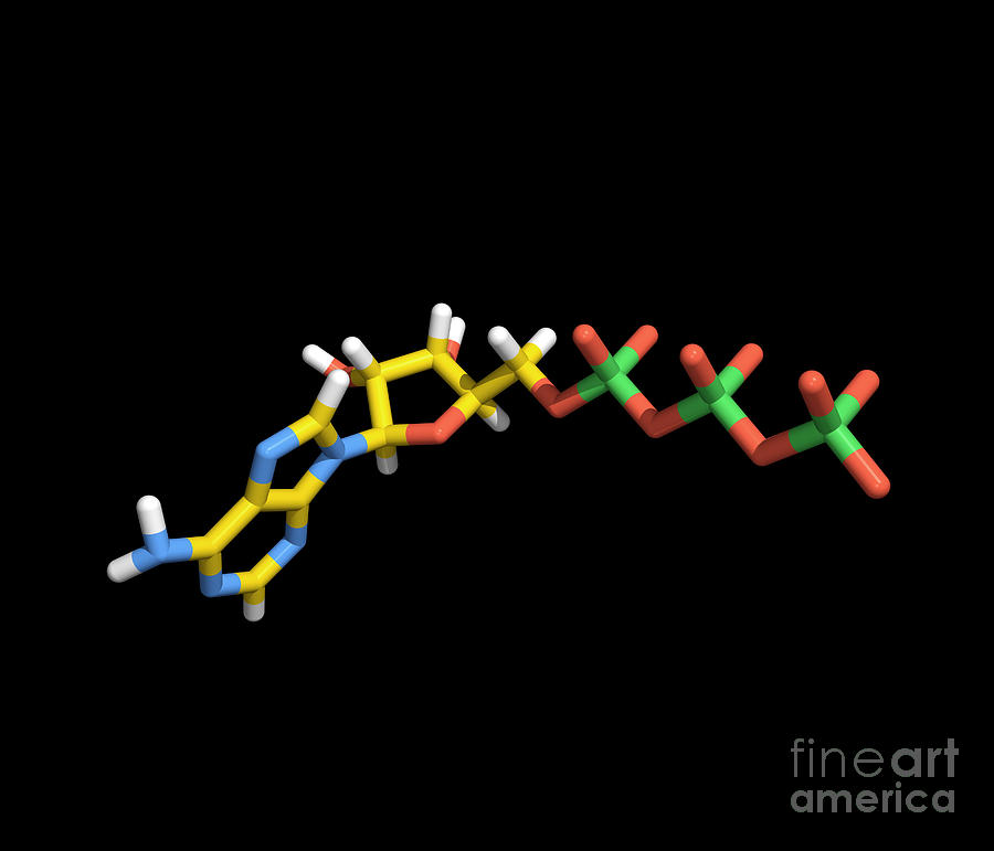 Adenosine Triphosphate Atp Molecule Photograph By Prof K Seddon Dr