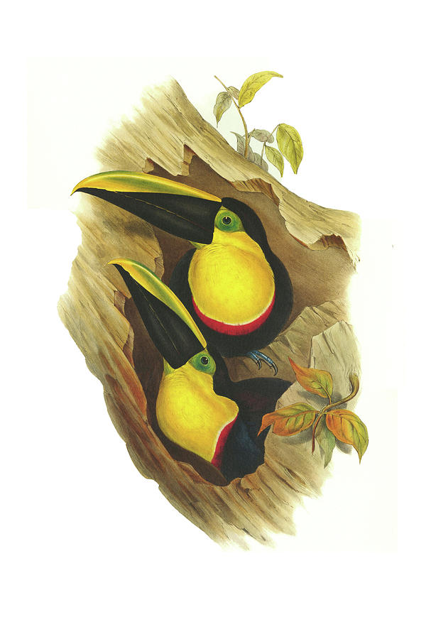 Black Mandibled Or Yellow Throated Toucan Painting By John Gould Fine