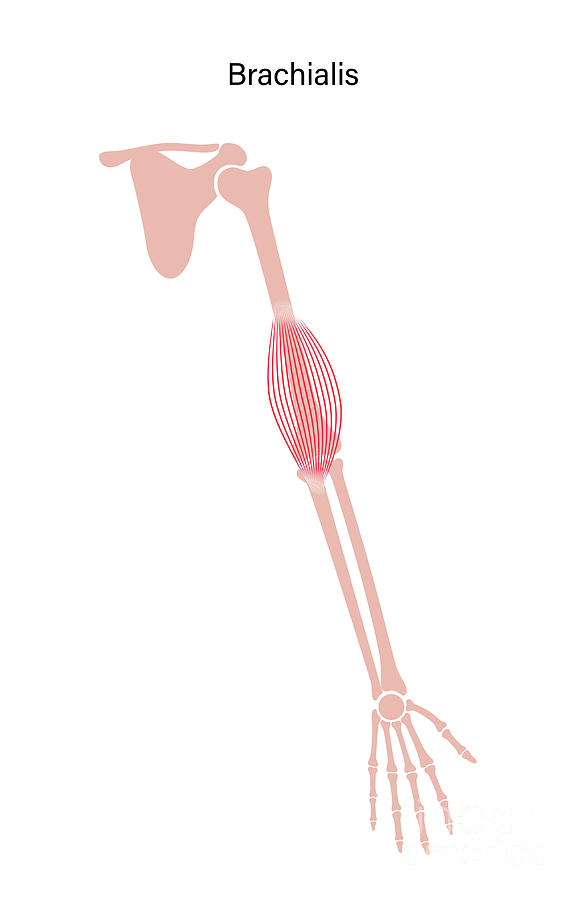 Brachialis Muscle Anatomy Photograph By Pikovit Science Photo Library