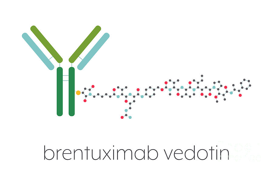 Brentuximab Vedotin Antibody Drug Conjugate 1 By Science Photo Library