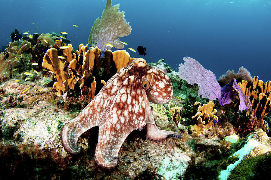 Common Octopus On A Coral Reef Bahamas Photograph By Shane Gross