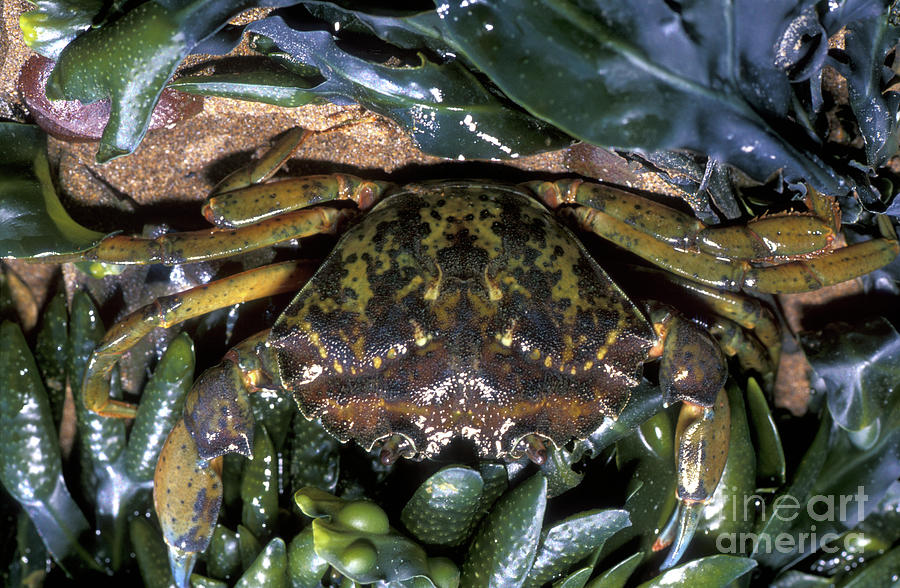 Common Shore Crab 1 By Dr Keith Wheeler Science Photo Library