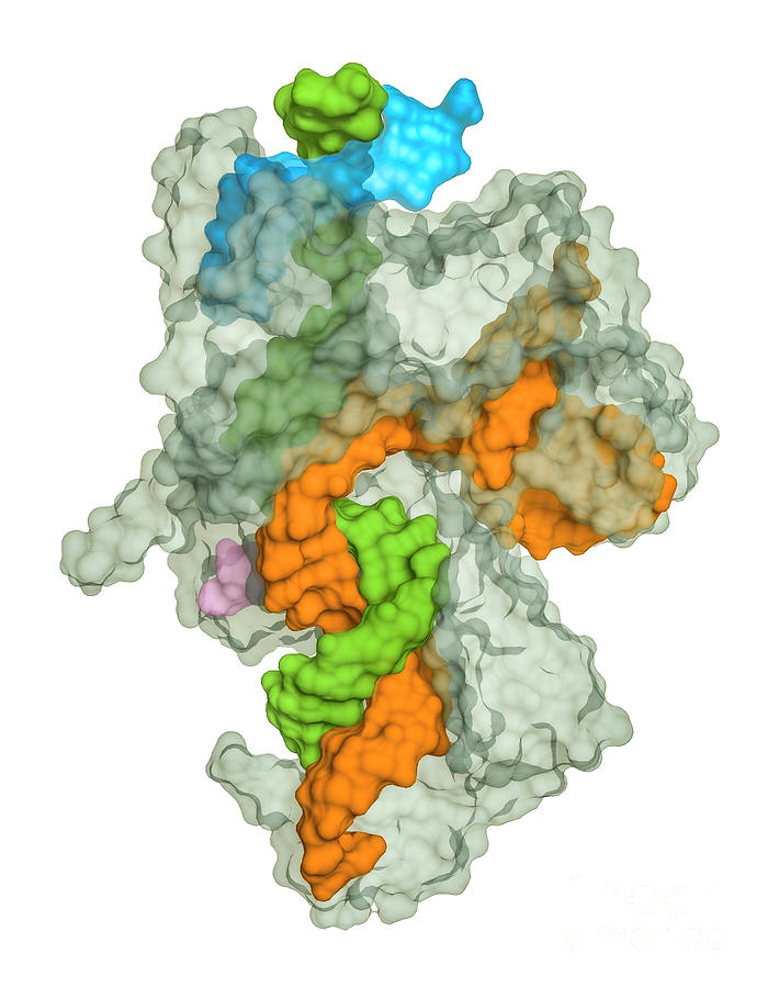 Crispr Cas J Protein Complexed To Rna Photograph By Greg Williams