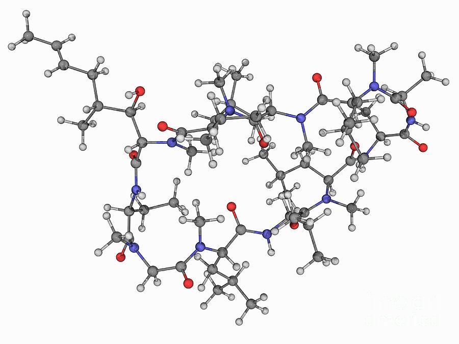 Cyclosporin Molecule Photograph By Laguna Design Science Photo Library