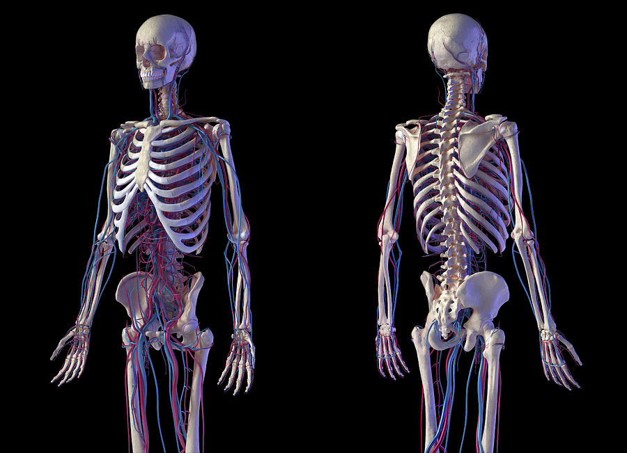 Front And Back View Of Human Skeletal Photograph By Pixelchaos Fine