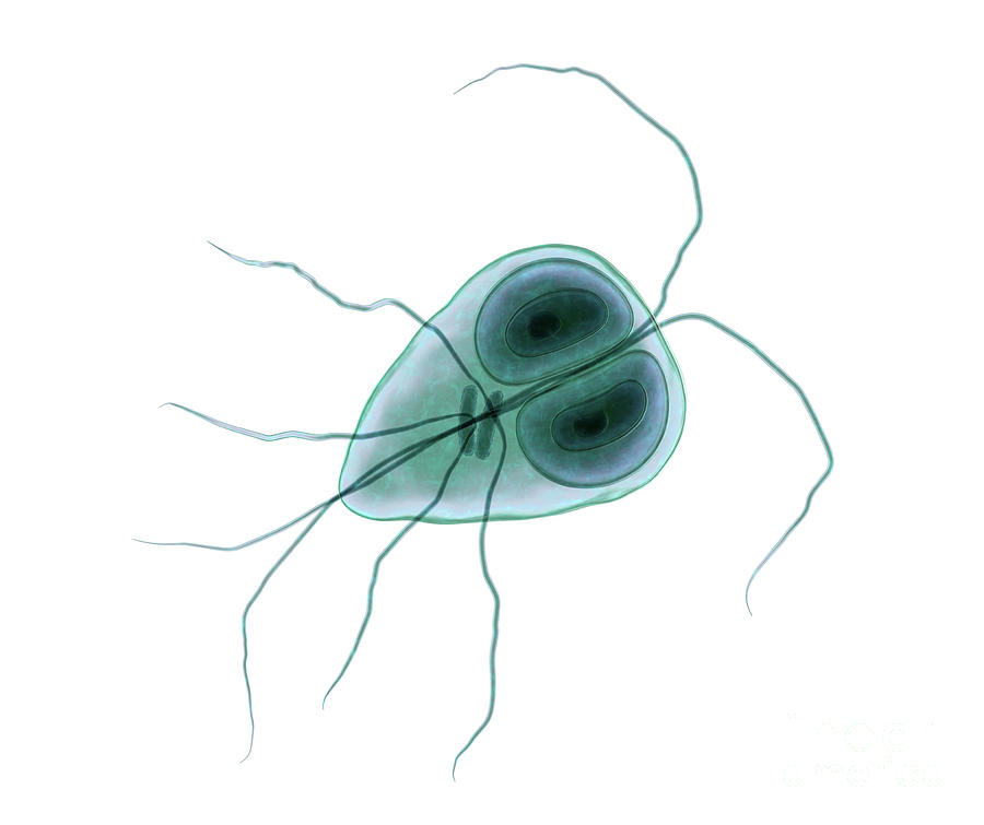 Giardia Lamblia Parasite Photograph By Kateryna Kon Science Photo Library Pixels Merch