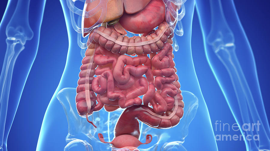 Human Abdominal Organs Photograph By Sebastian Kaulitzki Science Photo