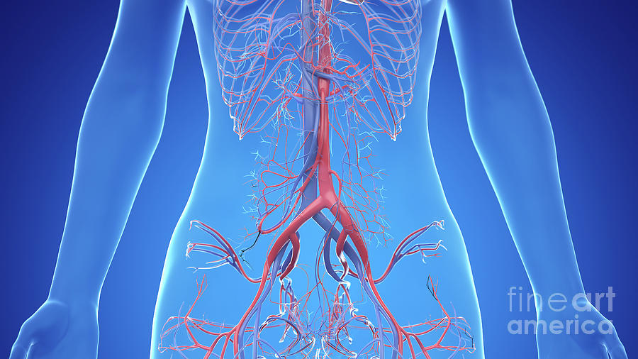 Human Abdominal Vascular System Photograph By Sebastian Kaulitzki