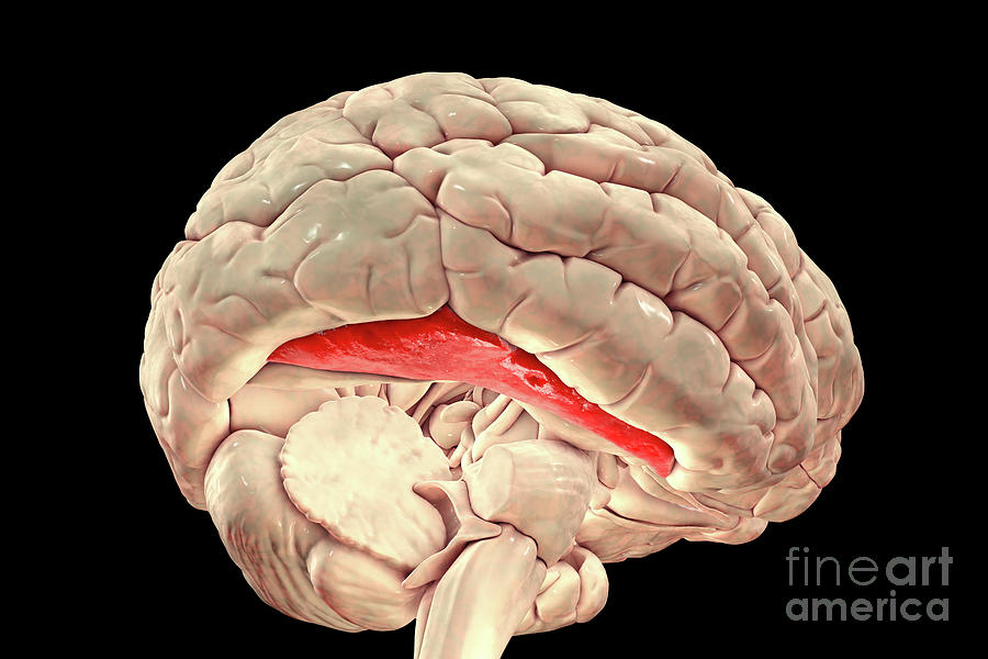 Human Brain With Highlighted Fusiform Gyrus By Kateryna Kon Science