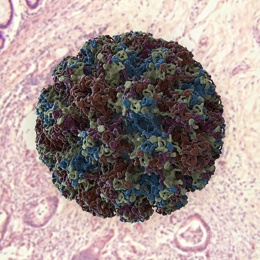 Human Papilloma Virus Photograph By Biolution Gmbh Science Photo