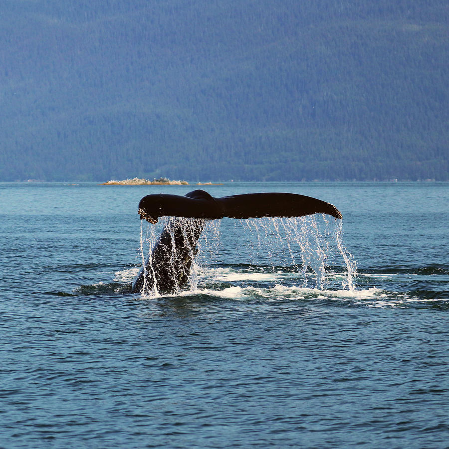 Humpback Whale Fluke Photograph By Elevation Gallery Fine Art America