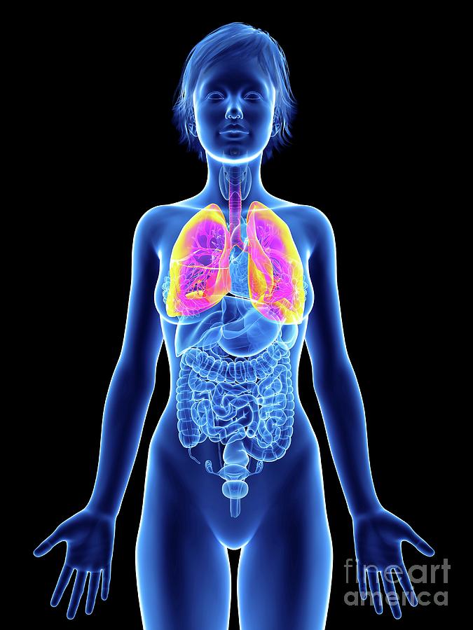 Illustration Of A Woman S Lung Photograph By Sebastian Kaulitzki