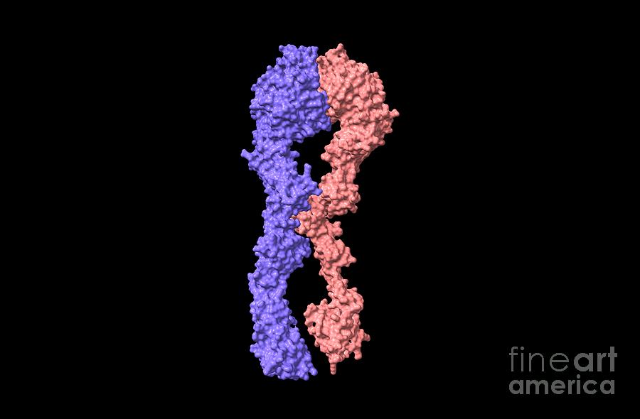 Integrin A4b7 Structure Photograph By Dr Victor Padilla Sanchez Phd