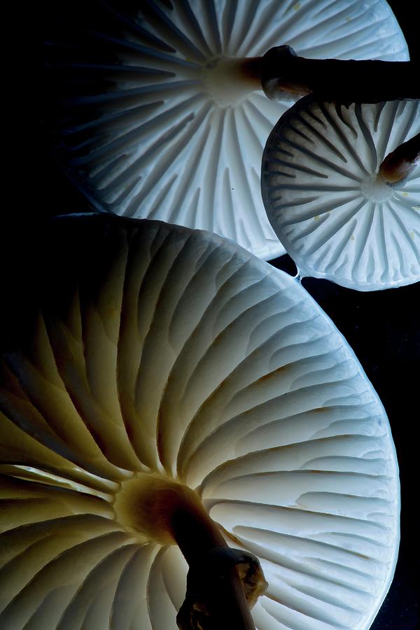 Porcelain Fungus Oudemansiella Mucida Photograph By E A Janes Fine