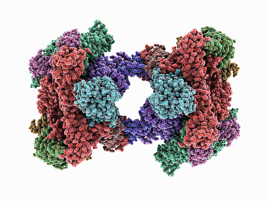 Rna Polymerase II Dimer Photograph By Laguna Design Science Photo