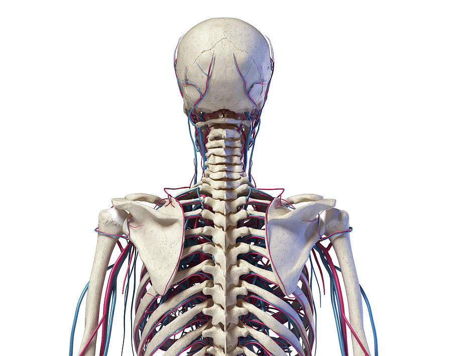 Skeleton Of The Torso With Veins Photograph By Pixelchaos Pixels