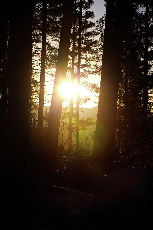 The Low Winter Sun Shines Through Tree Photograph By Kunst Scheidulin