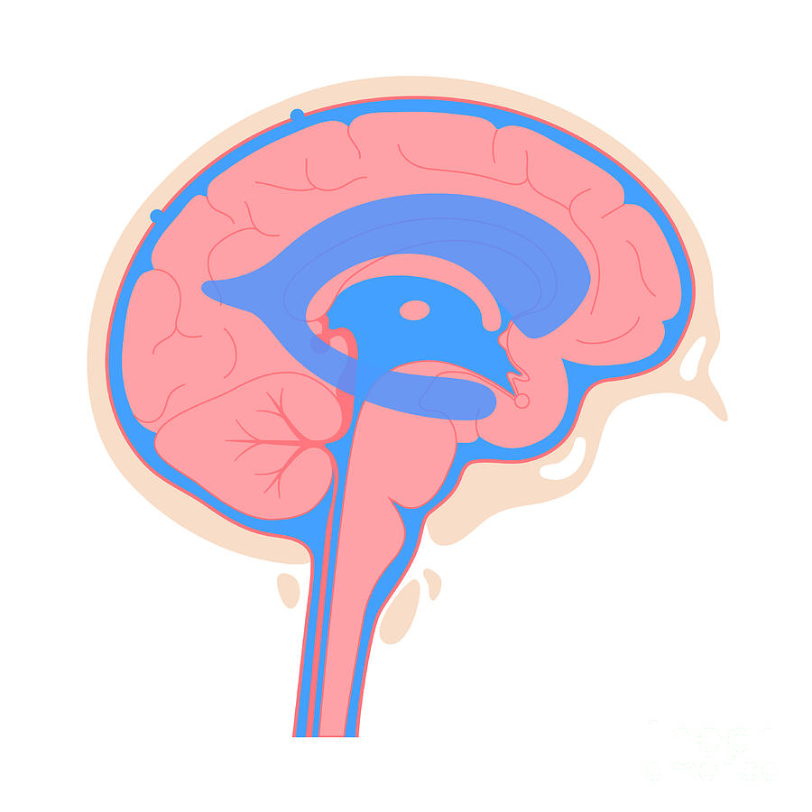 Ventricular System 1 By Pikovit Science Photo Library