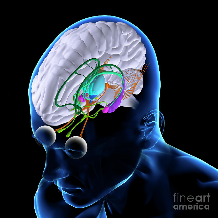 Anatomy Of The Brain By Fernando Da Cunha Science Photo Library