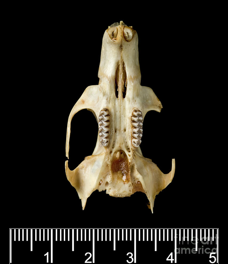 Antillean Giant Rice Rat Skull Photograph By Natural History Museum