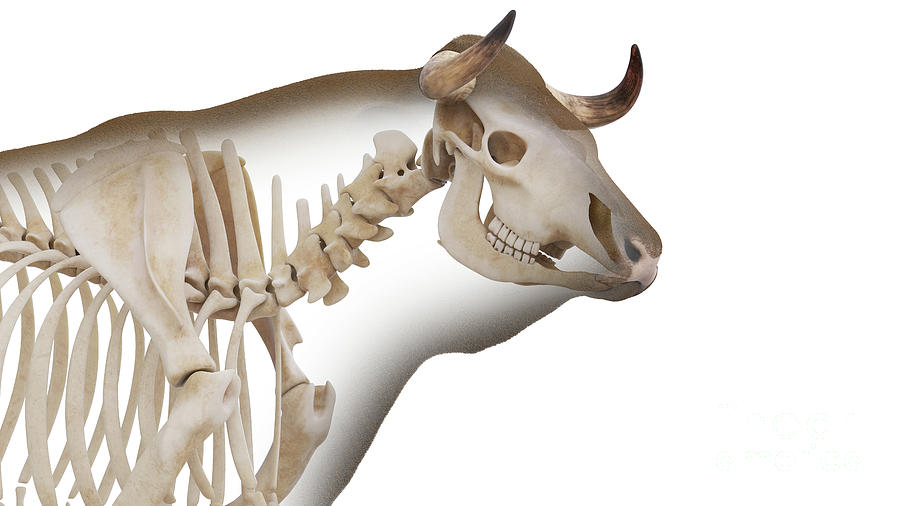 Cattle Skeleton Photograph By Sebastian Kaulitzki Science Photo Library