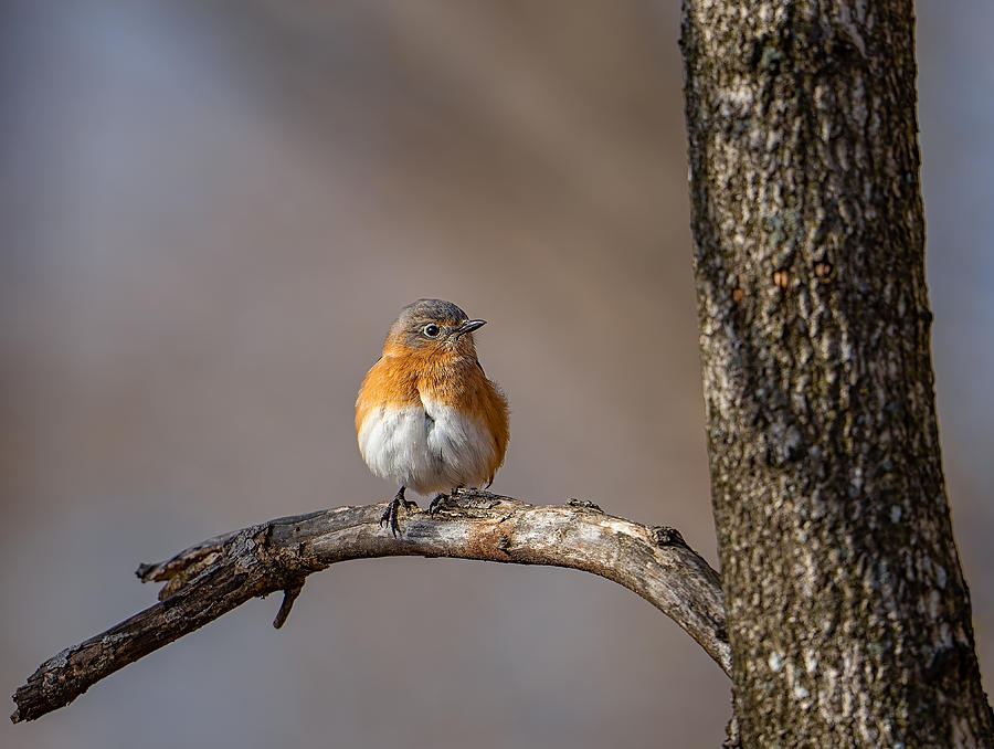 Eastern Bluebird Photograph By Steven Haddix Fine Art America