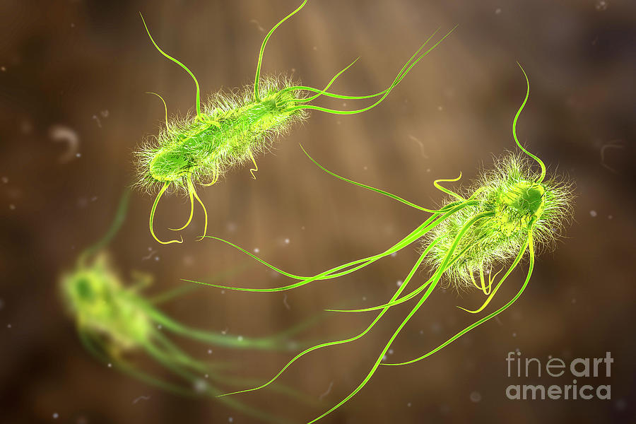 Escherichia Coli Bacteria Photograph By Kateryna Kon Science Photo