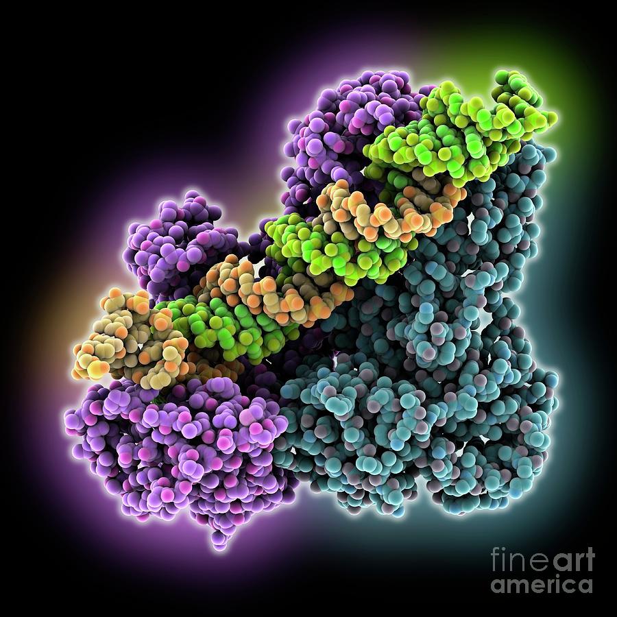 Hiv Reverse Transcriptase Complex Photograph By Laguna Design Science