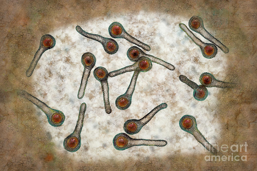 Tetanus Bacteria Photograph By Kateryna Kon Science Photo Library