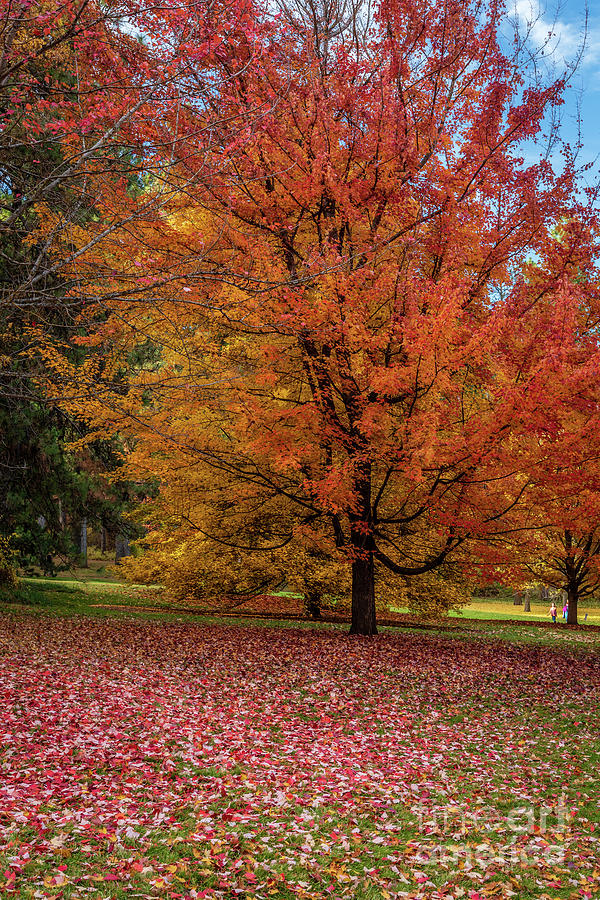 Autumn Scenery At Finch Arboretum Spokane Washington Usa Photograph