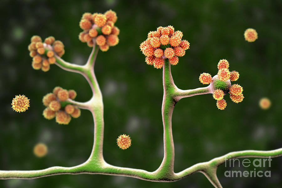 Cunninghamella Fungi Photograph By Kateryna Kon Science Photo Library