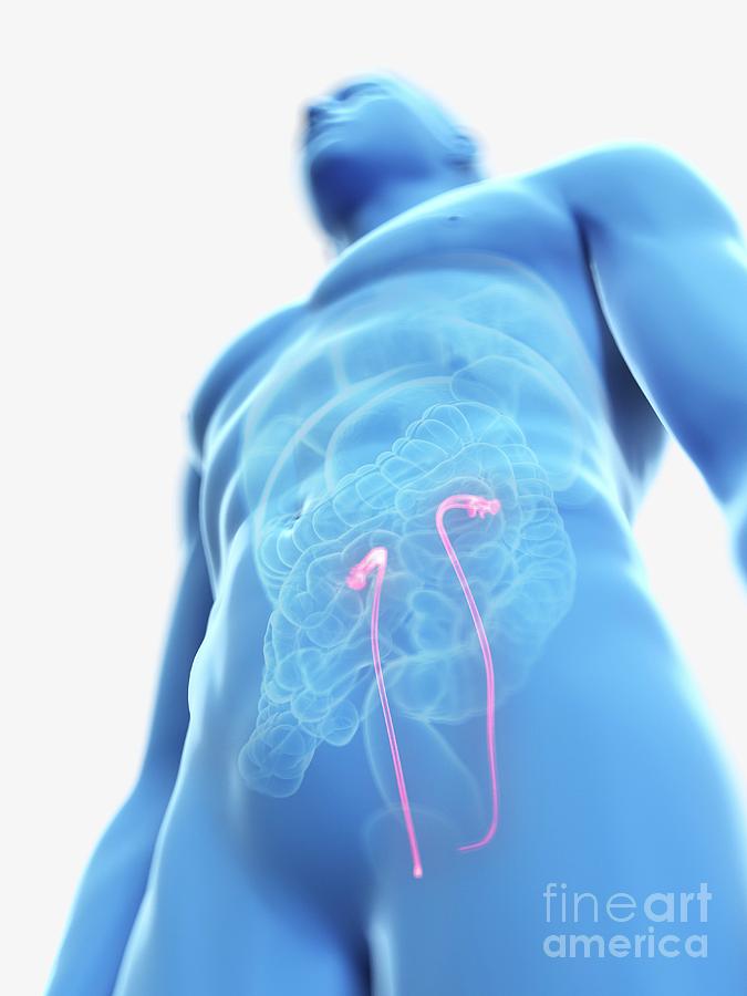 Illustration Of A Man S Ureters Photograph By Sebastian Kaulitzki