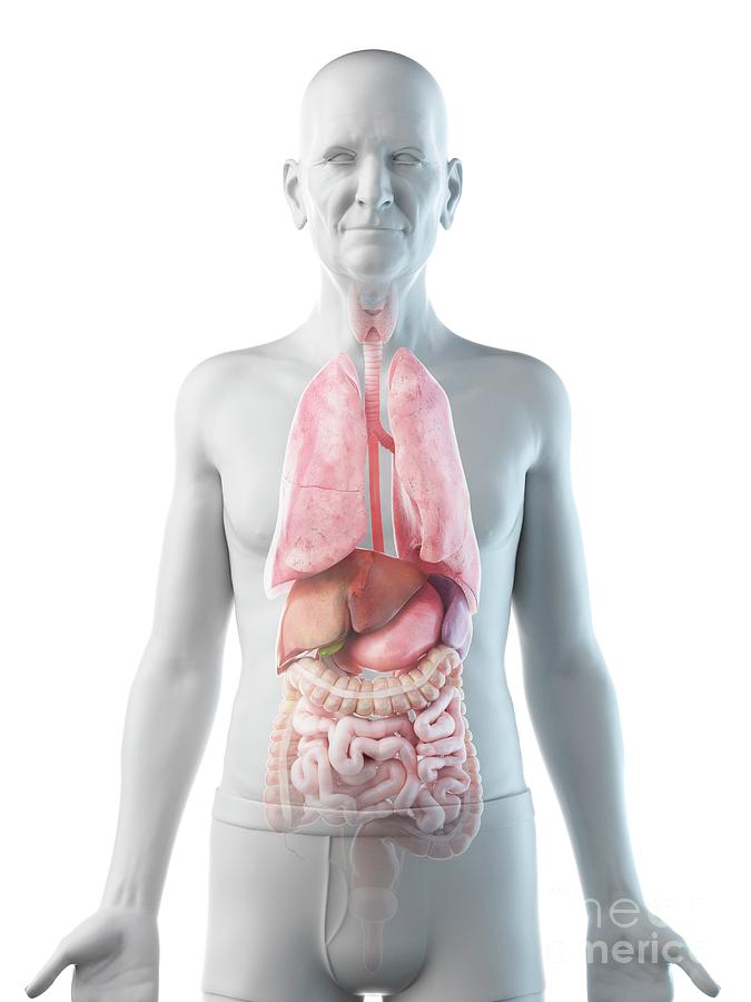 Illustration Of An Old Man S Internal Organs Photograph By Sebastian