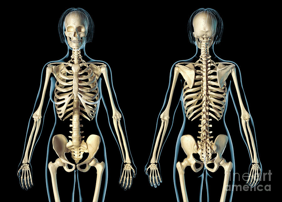 Female Skeleton Photograph By Leonello Calvetti Science Photo Library