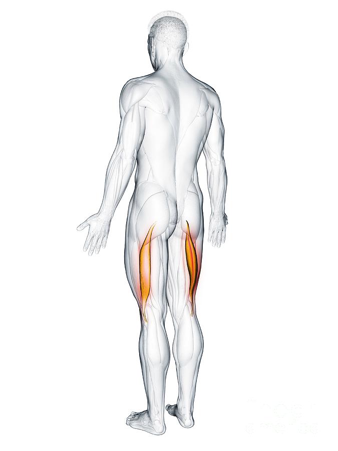 Biceps Femoris Longus Muscle Photograph By Sebastian Kaulitzki Science