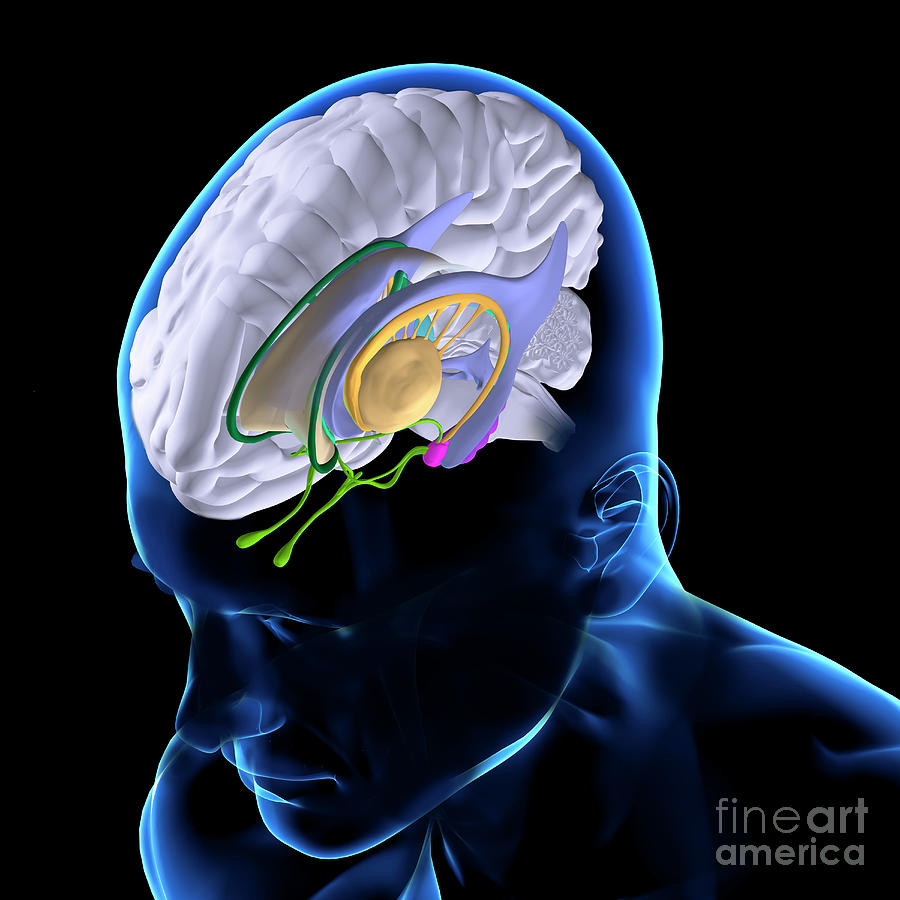 Anatomy Of The Brain Photograph By Fernando Da Cunha Science Photo