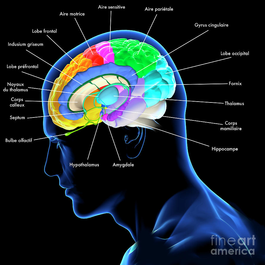 Brain Anatomy Photograph By Fernando Da Cunha Science Photo Library