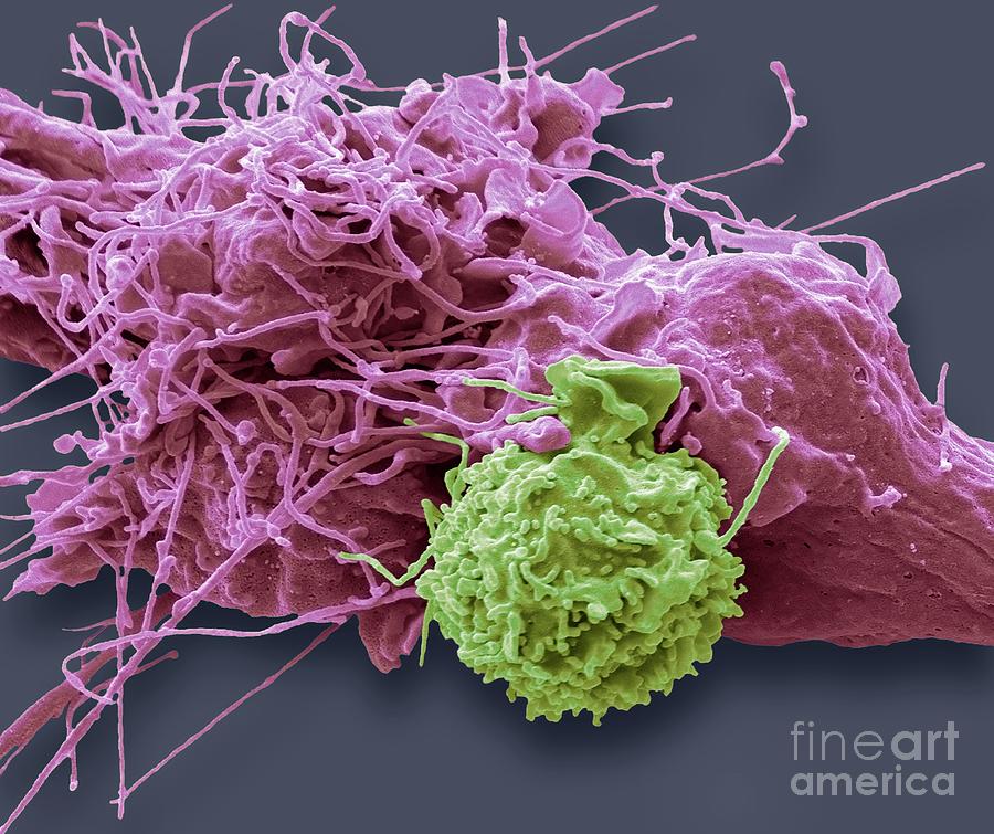 Natural Killer Cell And Cancer Cell Photograph By Steve Gschmeissner