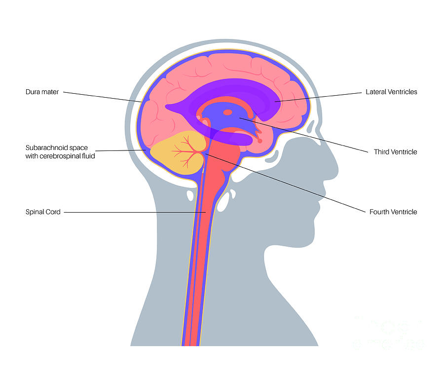 Ventricular System 16 By Pikovit Science Photo Library