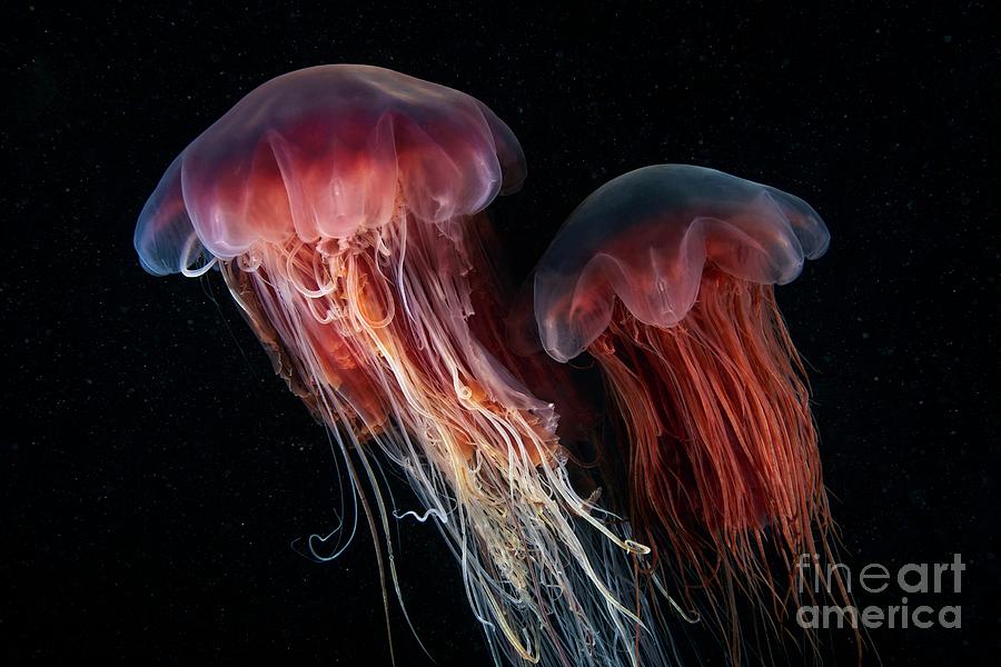 Lion S Mane Jellyfish Photograph By Alexander Semenov Science Photo