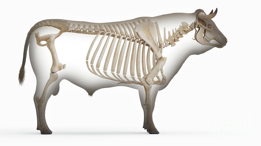 Cattle Skeleton Photograph By Sebastian Kaulitzki Science Photo Library