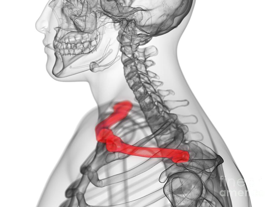 Clavicle Bone Photograph By Sebastian Kaulitzki Science Photo Library