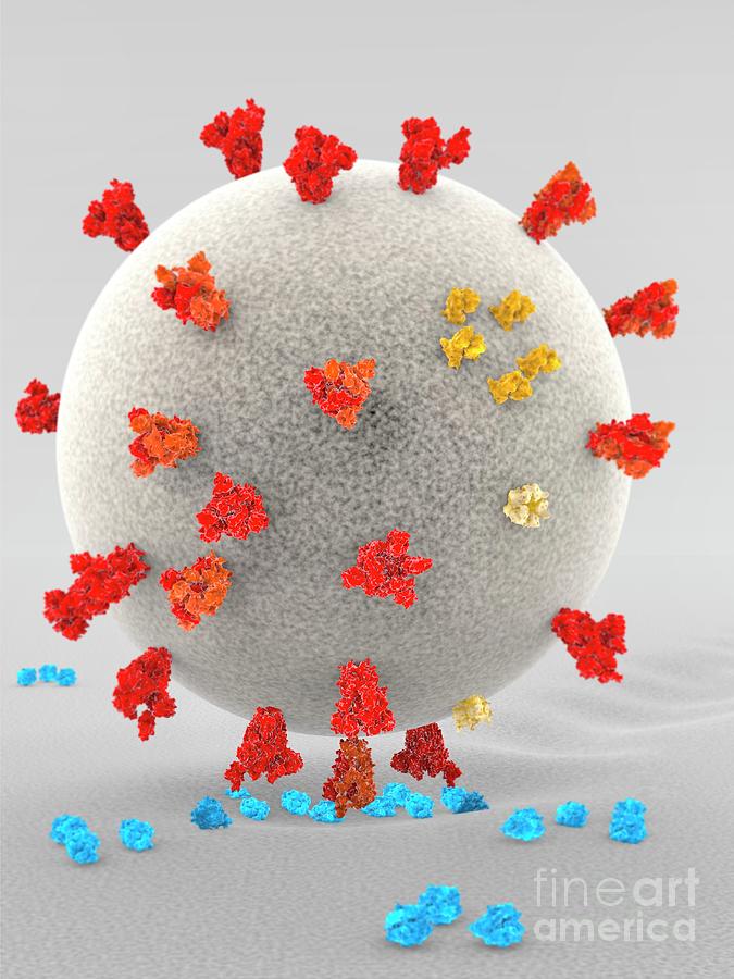 Covid Coronavirus Binding To Receptors Photograph By Ramon