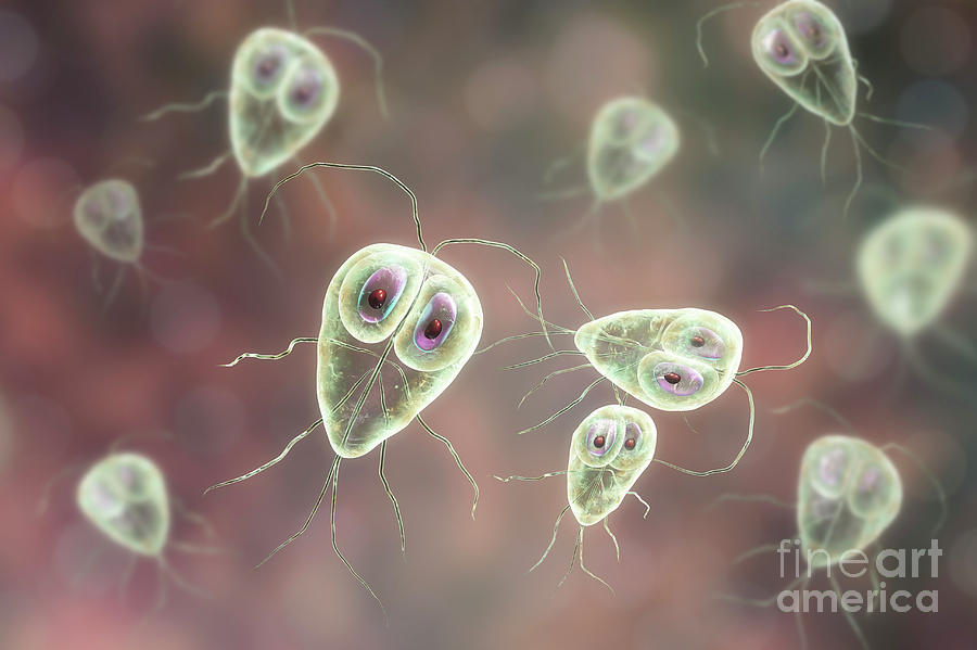 Giardia Lamblia Parasites Photograph By Kateryna Kon Science Photo Library Pixels