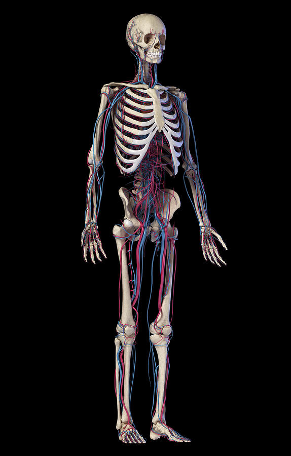 Human Skeleton With Veins And Arteries Photograph By Pixelchaos Pixels