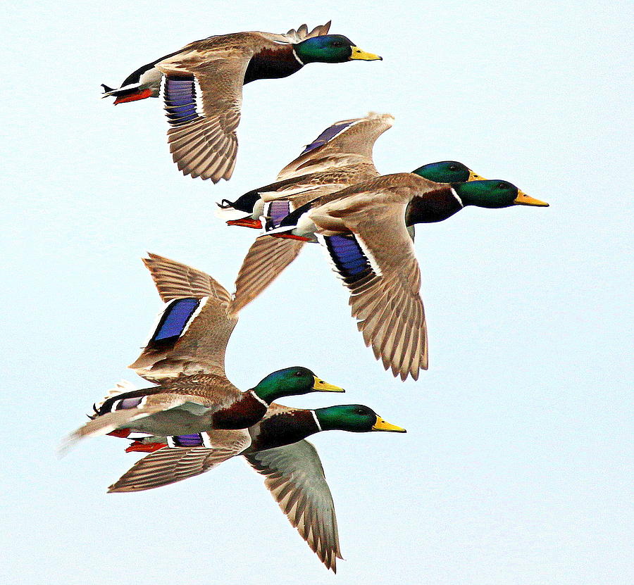 Mallards In Flight Photograph By Rob Wallace Images Pixels