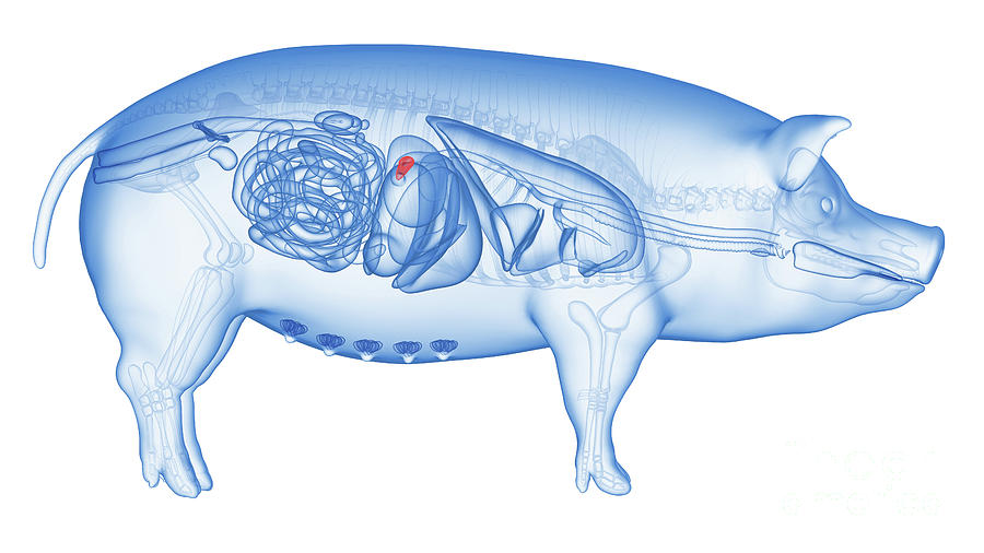 Pig Pancreas 2 Photograph By Sebastian Kaulitzki Science Photo Library